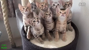 たまには何も考えず 猫gif動画で笑いませんか Studio Improve 中央林間 Blog